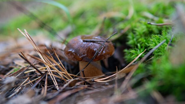 Close-up van paddenstoelen die op het veld groeien
