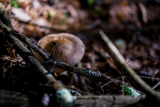 Close-up van paddenstoelen die op het veld groeien