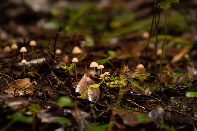 Close-up van paddenstoelen die op het veld groeien