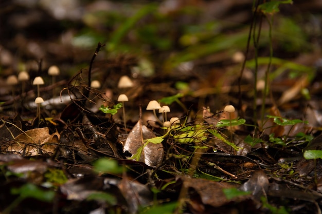 Foto close-up van paddenstoelen die op het veld groeien