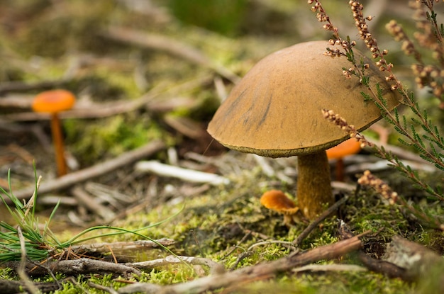 Close-up van paddenstoelen die op het veld groeien