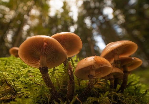 Close-up van paddenstoelen die op het veld groeien