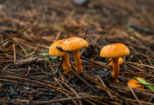 Close-up van paddenstoelen in het bos