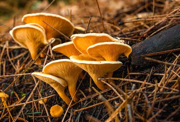 Foto close-up van paddenstoelen in het bos