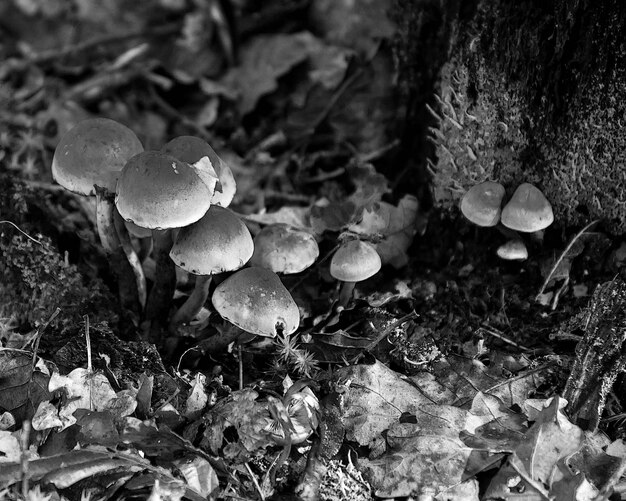 Close-up van paddenstoelen op de grond