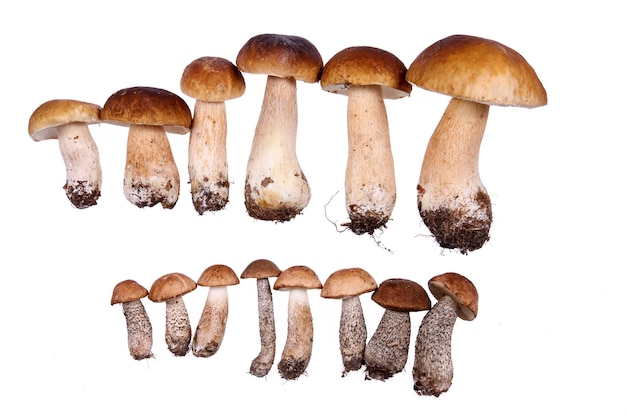 Close-up van paddenstoelen op een witte achtergrond