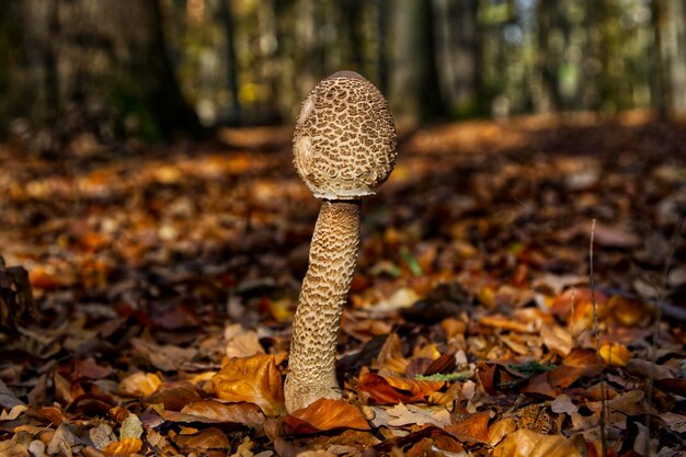 Foto close-up van paddenstoelen op het veld in de herfst