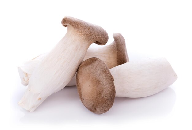 Close-up van paddenstoelen tegen een witte achtergrond