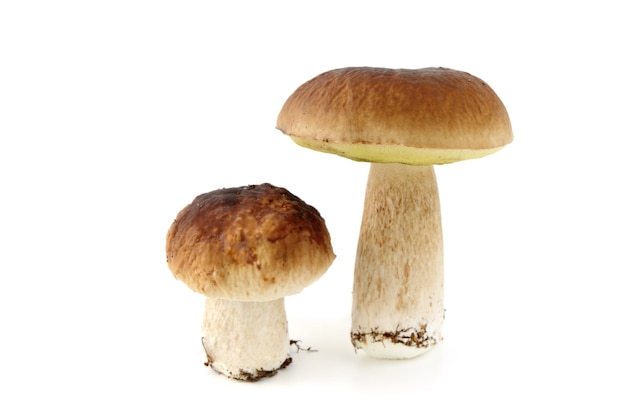 Close-up van paddenstoelen tegen een witte achtergrond