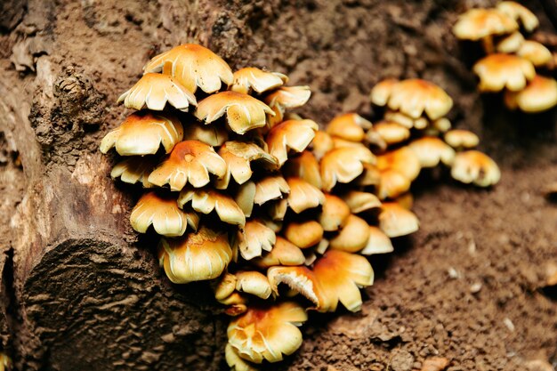 Close-up van paddenstoelen, veel mooie bruine paddenstoelen in het bos