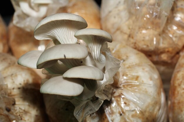 Foto close-up van paddenstoelen