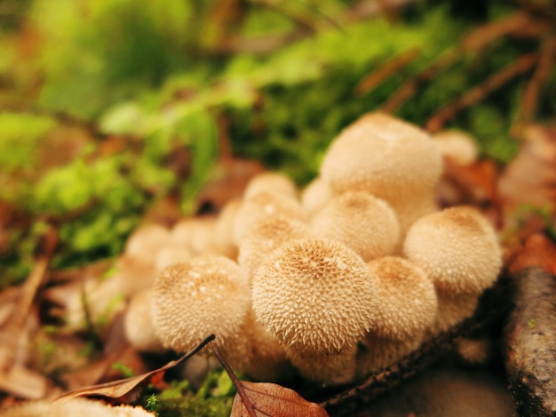 Foto close-up van paddenstoelen