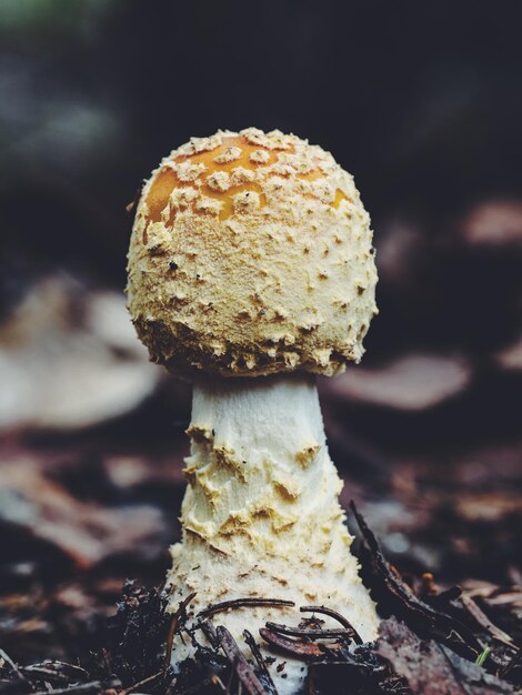 Close-up van paddenstoelen