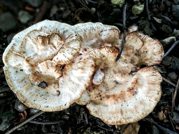 Foto close-up van paddenstoelen