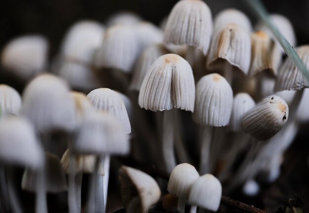 Foto close-up van paddenstoelen