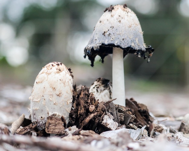 Close-up van paddenstoelen