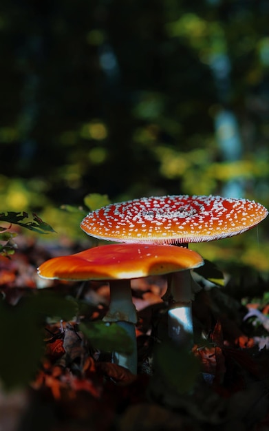 Foto close-up van paddenstoelen