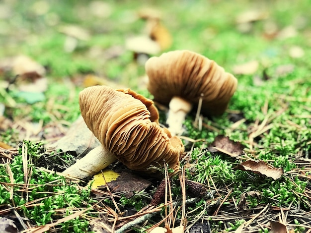 Close-up van paddenstoelen