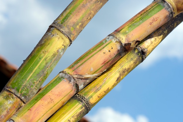 Foto close-up van pakje suikerriet, onder de blauwe hemel