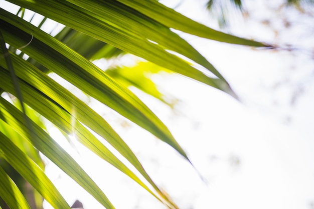 Foto close-up van palmblad in zonlicht