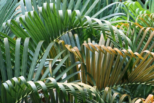 Close-up van palmbladeren op de plant