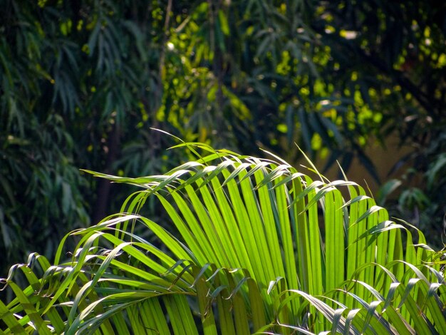 Foto close-up van palmbladeren