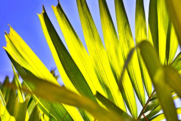 Foto close-up van palmbladeren