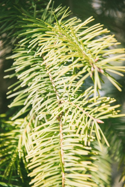 Foto close-up van palmbladeren