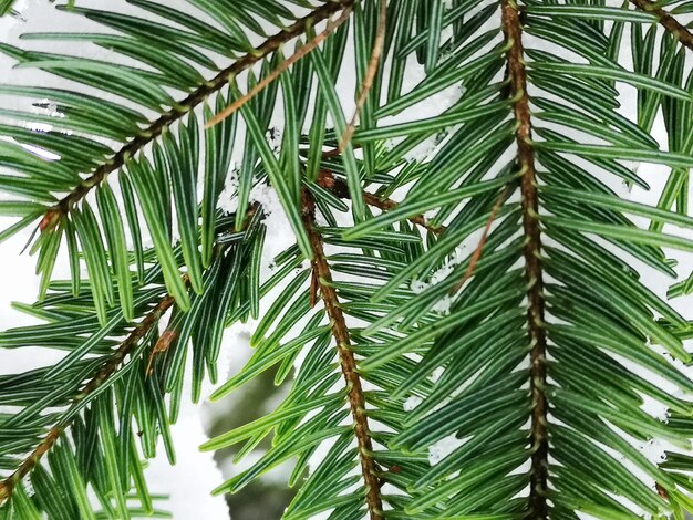 Close-up van palmbladeren