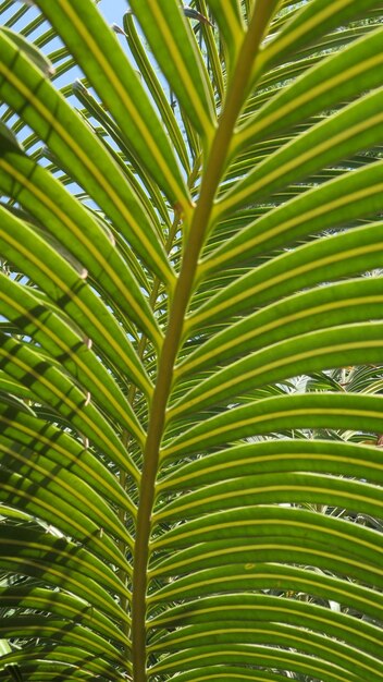 Close-up van palmbladeren
