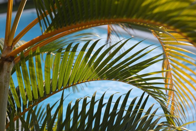 Close-up van palmbladeren