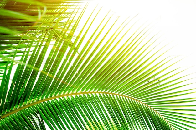 Close-up van palmbladeren