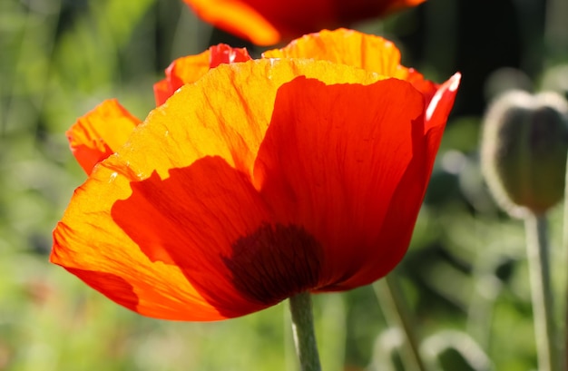 close-up van papaver in tegenlicht op een natuurlijke wazige groene achtergrond