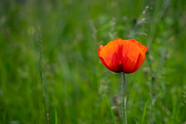 Foto close-up van papaver op het veld