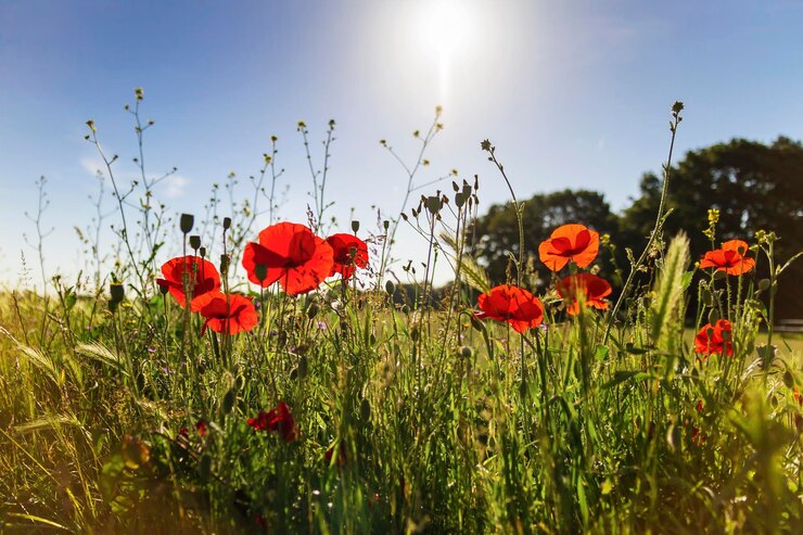 Foto close-up van papaverbloesems die in het veld bloeien