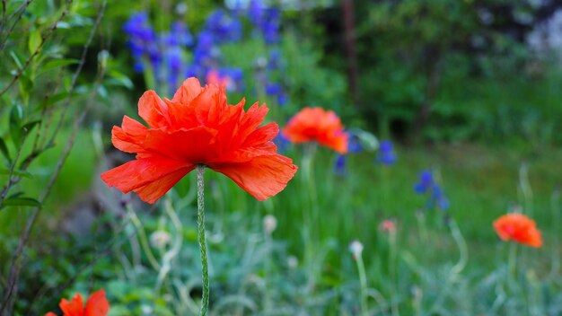 Foto close-up van papaverbloesems die op het veld bloeien