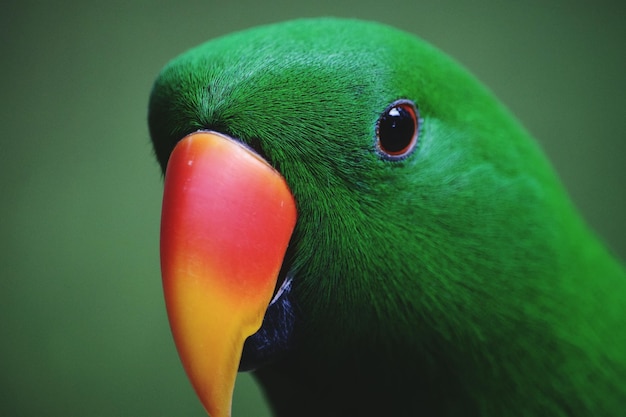 Close-up van papegaai