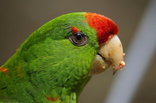 Close-up van papegaai