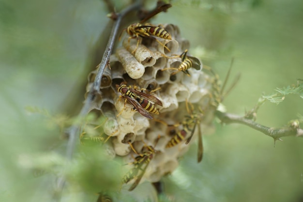 Close-up van papieren wespen op hun nest