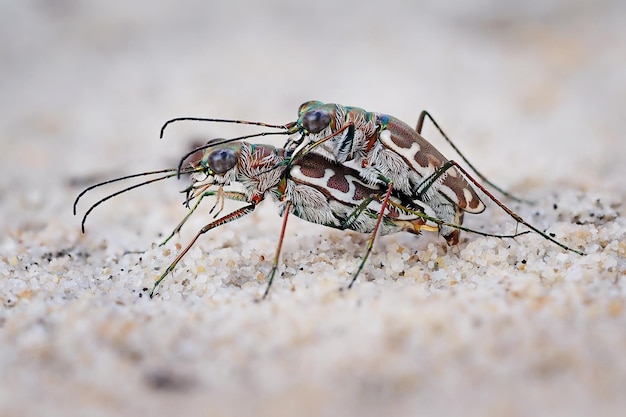 Foto close-up van parende vliegen op het veld