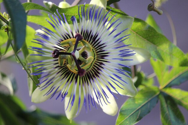 Foto close-up van passiebloem op plant.