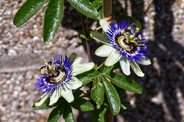 Close-up van passiebloemen