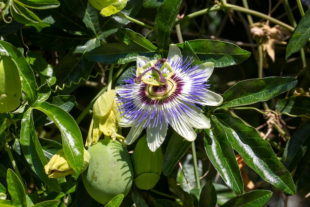 Close-up van passiflora Passiebloem Passiflora caerulea blad in tropische tuin Mooie passievruchtbloem of Passiflora Passifloraceae