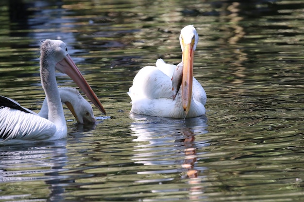 Foto close-up van pelikanen die in het meer zwemmen