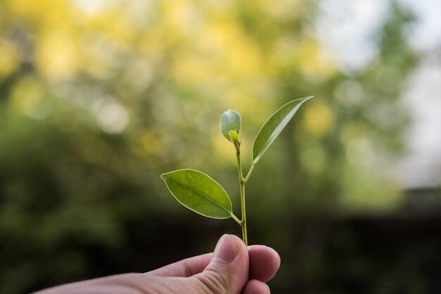 Foto close-up van persoon met kleine plant