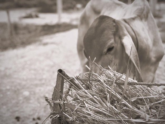 Foto close-up van persoon op het veld