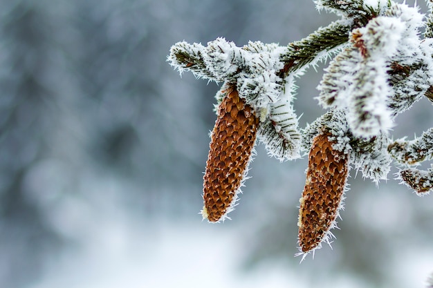 Close-up van pijnboomboomkegels in de winter met witte sneeuw en vorst wordt behandeld die