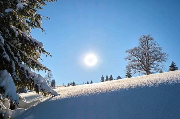 Close-up van pijnboomtakken bedekt met verse gevallen sneeuw in het winterbergbos op koude heldere dag.