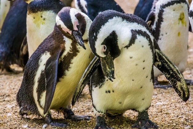 Foto close-up van pinguïns in een veld