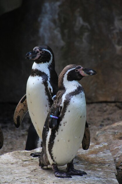 Foto close-up van pinguïns op de rots